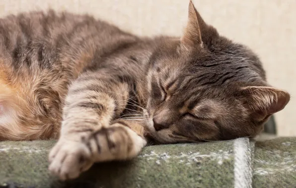 Кот, спит, Cats, Sleep