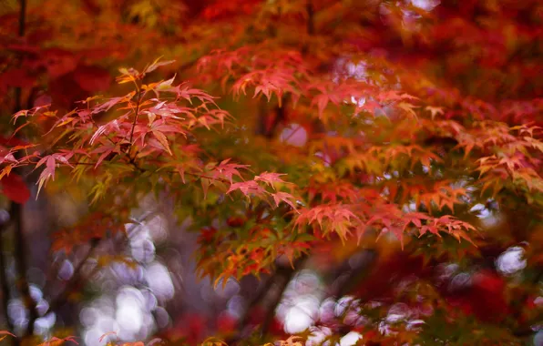Картинка осень, листья, природа, дерево