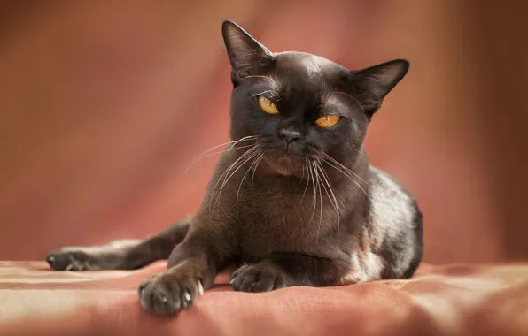 Кошка, взгляд, поза, котенок, мордашка, гремлин, ориентал, ориентальная кошка