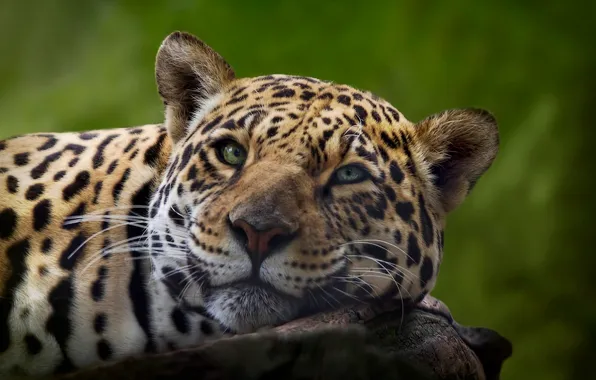 Картинка кошка, взгляд, леопард, лежит, leopard
