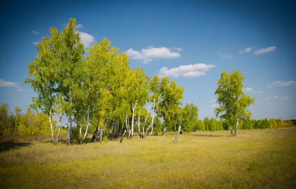 Небо, Осень, Лес, Поляна