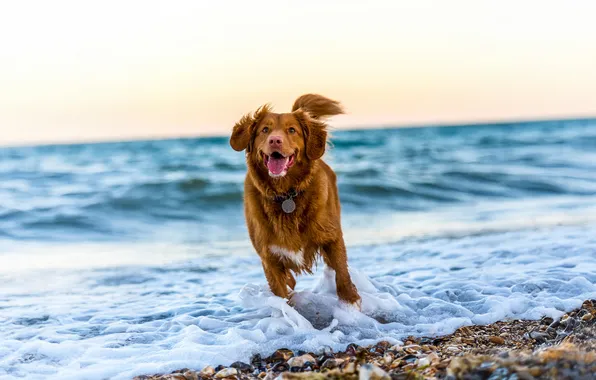 Картинка duck, retriever, tolling, nova scotia