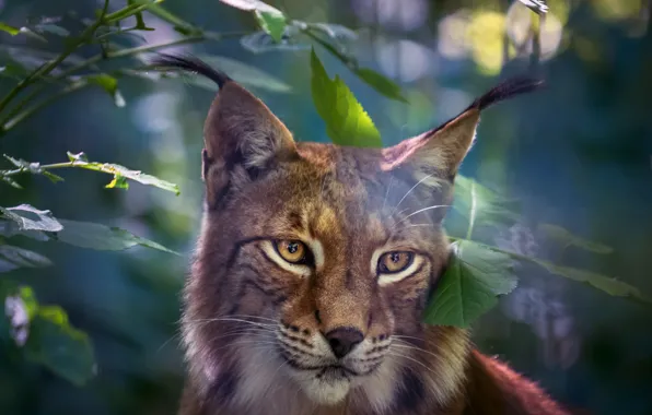 Картинка взгляд, морда, листья, портрет, рысь