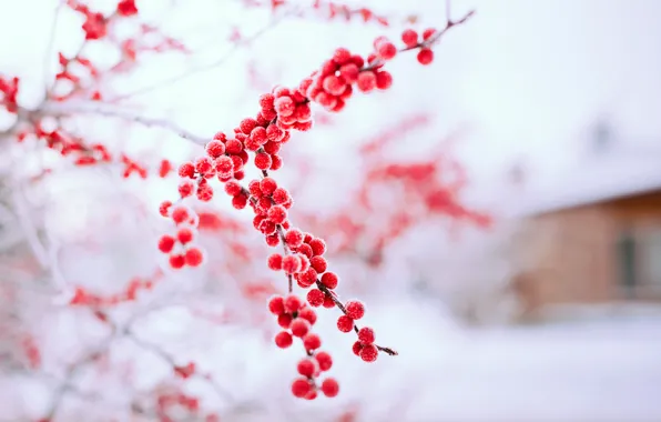 Картинка зима, снег, природа, ягоды, дерево, ветка, красные