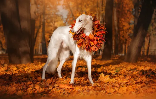 Картинка осень, листья, деревья, природа, парк, животное, собака, венок
