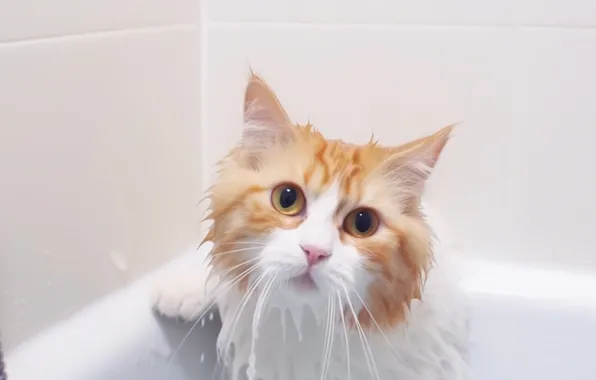 Кошка, кот, взгляд, мокрый, поза, плитка, купание, рыжий