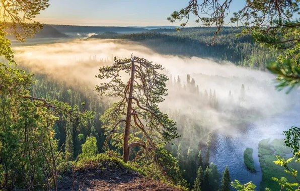 Картинка лес, деревья, туман, река, рассвет, утро, Финляндия, Finland