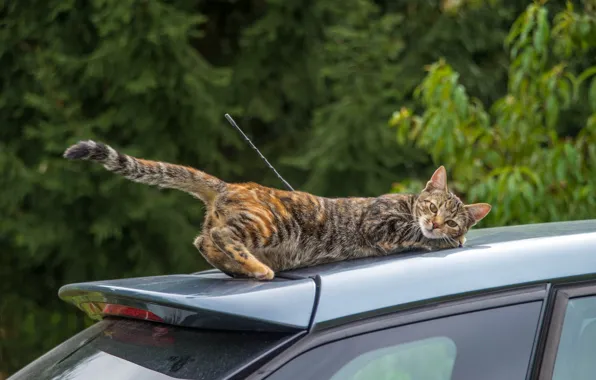 Картинка машина, авто, кошка, кот, ситуация, хвост, поездка, на крыше