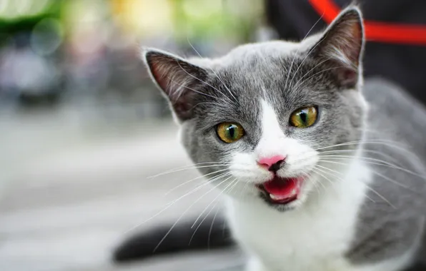 Кошка, взгляд, котенок, серый, фон, портрет, мордочка, котёнок