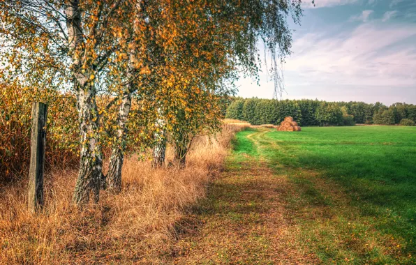 Картинка поле, осень, небо, трава, деревья, сено, березы