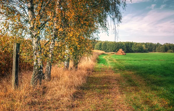 Поле, осень, небо, трава, деревья, сено, березы