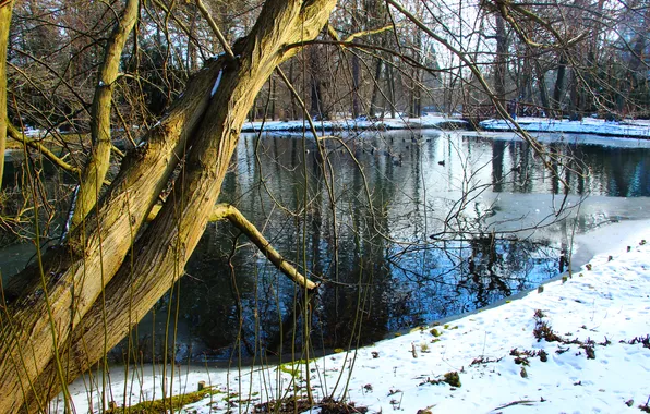 Trees, park, winter, pond