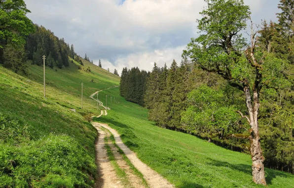 Дорога, трава, пейзаж, природа, Швейцария, Fribourg