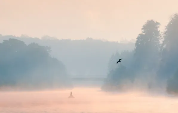 Картинка пейзаж, туман, озеро, птица, утро