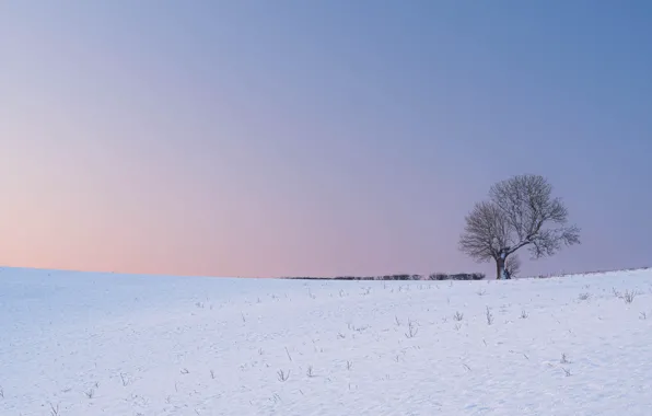 Картинка winter, snow, tree, morning