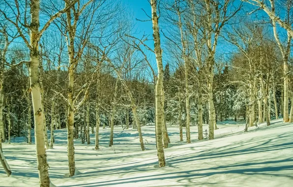 Зима, лес, небо, снег, деревья