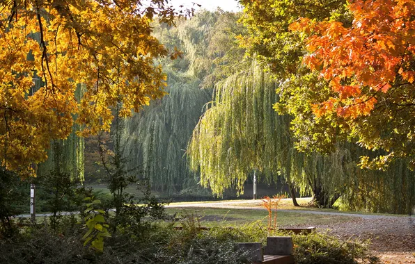 Картинка осень, листья, пейзаж, ветки, природа, парк, дороги, Венгрия