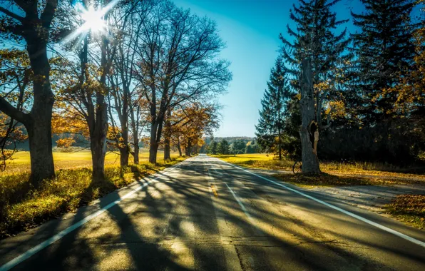 Картинка дорога, свет, деревья