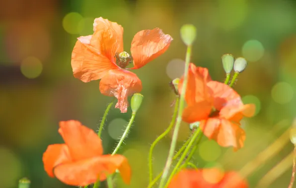 Red, flower, poppy