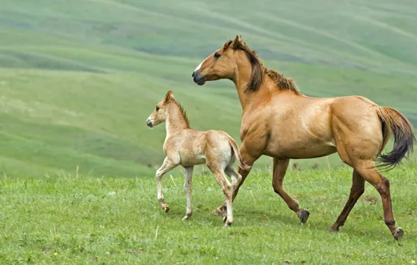 Картинка трава, лошадь, жеребенок