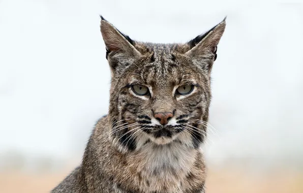 Картинка морда, фон, портрет, рысь, боке