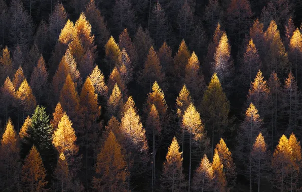 Осень, лес, деревья, Швейцария