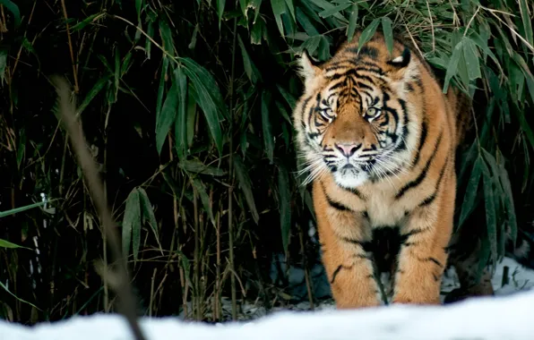 Кошка, взгляд, снег, тигр