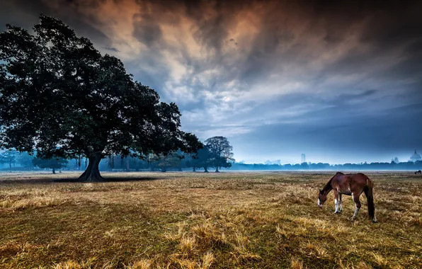 Картинка landscape, tree, morning, horse