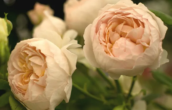 Цветы, розы, лепестки