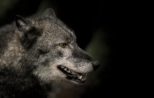 Картинка природа, фон, волк