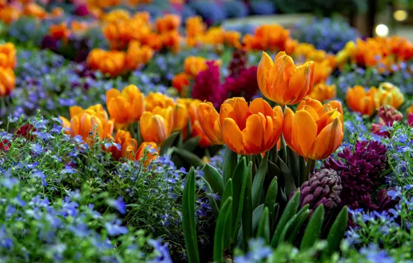 Картинка яркие, сад, тюльпаны, оранжевые, клумба