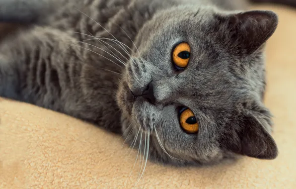 Кошка, кот, взгляд, морда, крупный план, серый, фон, портрет