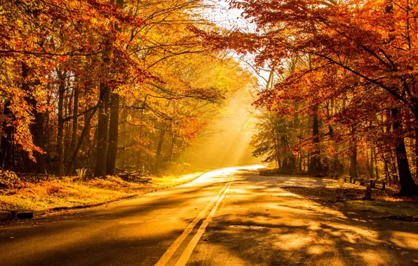 Дорога, осень, лес, листья, деревья, закат, природа, парк