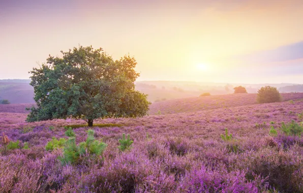 Sunrise, Netherlands, Posbank