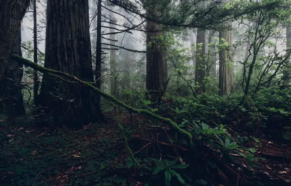 Лес, деревья, ветки, природа, туман
