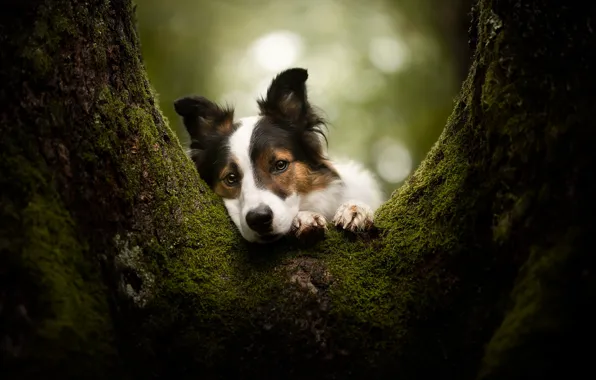 Картинка друг, дерево, собака