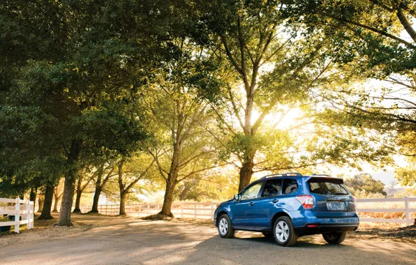 Деревья, парк, голубой, Subaru, Forester
