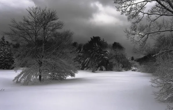 Снег, деревья, Зима