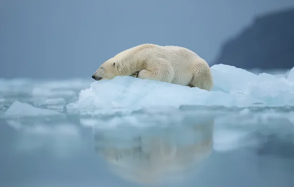 Зима, снег, лёд, лежит, льдина, белый медведь, водоем