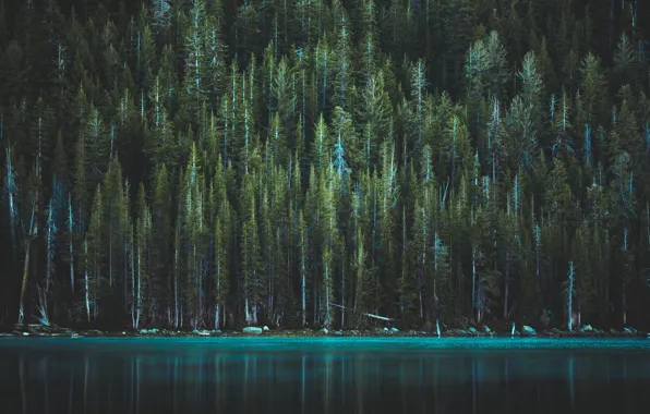 Лес, деревья, озеро, сша, йосемитский национальный парк