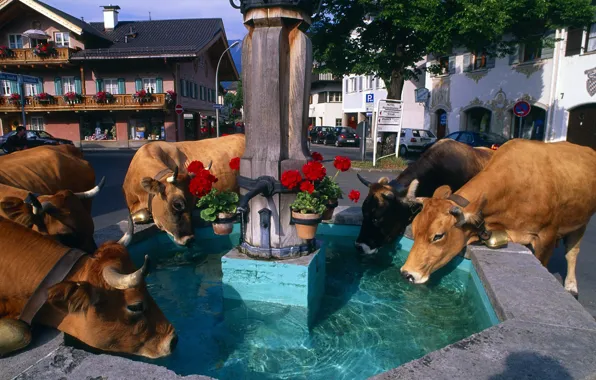 Картинка цветы, город, дома, коровы, фонтан, колокольчик, водопой, альпы