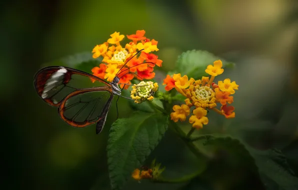 Макро, цветы, бабочка, Лантана, Greta oto, Стеклянная бабочка