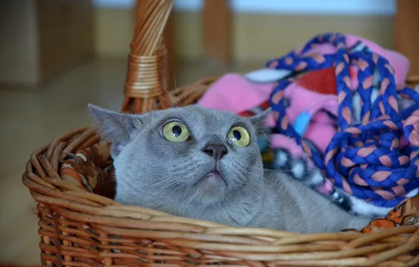 Кошка, кот, взгляд, серый, комната, лежит, плед, мордашка