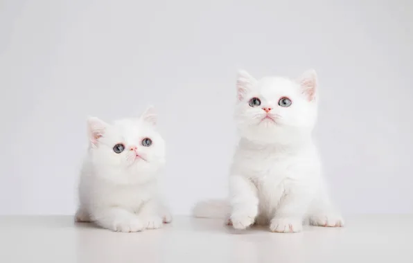 Взгляд, кошки, поза, котенок, котята, светлый фон, милые, мордашки