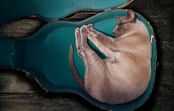 Кот, поза, сон, спит, форма, футляр, музыкальный кот