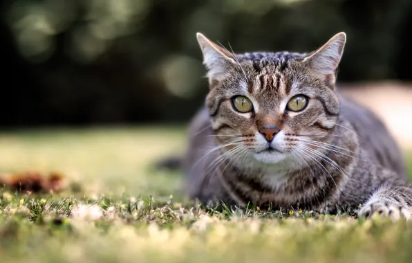 Картинка кошка, трава, кот, взгляд, морда, природа, серый, фон