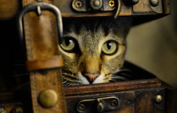 Кошка, глаза, кот, взгляд, старина, стиль, ретро, обработка