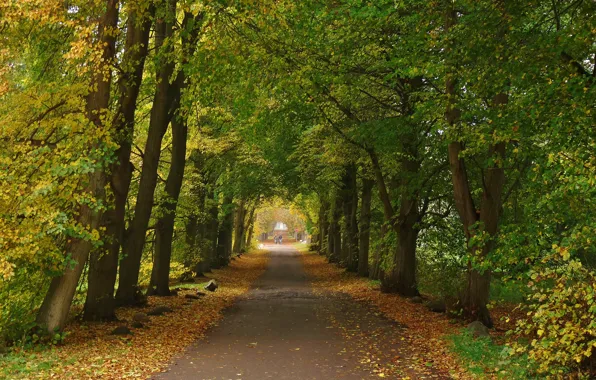 Картинка деревья, Осень, дорожка, trees, autumn, path
