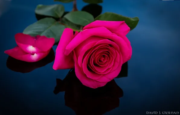 Роза, лепестки, лиловый