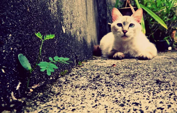 Трава, кот, cat, animal, pet